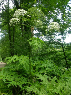 DSCN1622_redimensionner.JPG