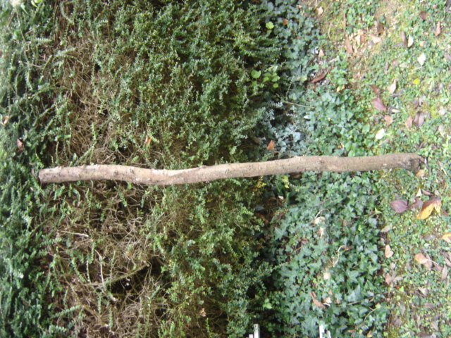 branche inconnue.jpg