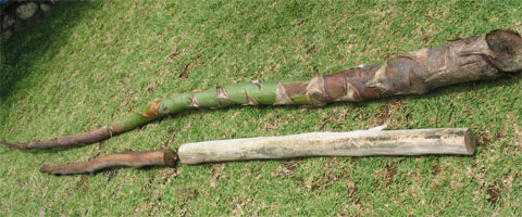 agave-eucas.jpg