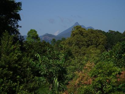 mt warning.JPG