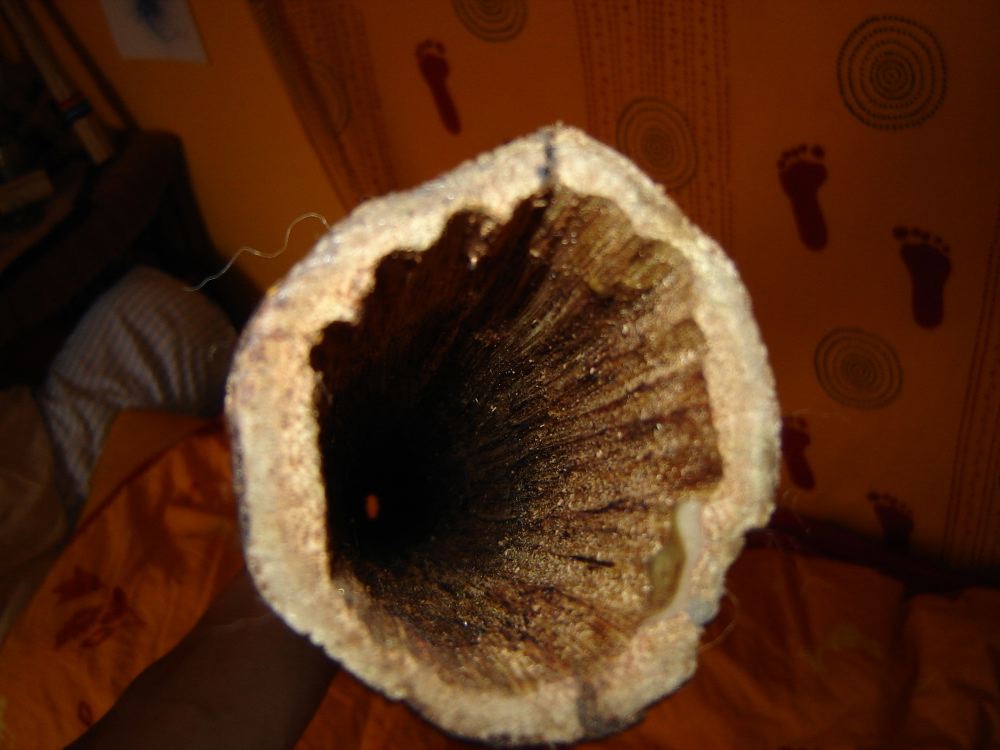 3.agave-2005.jpg