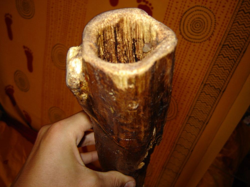 2.agave-2005.jpg