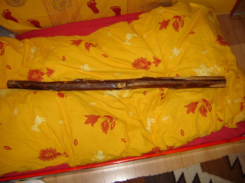 1agave-2005.jpg