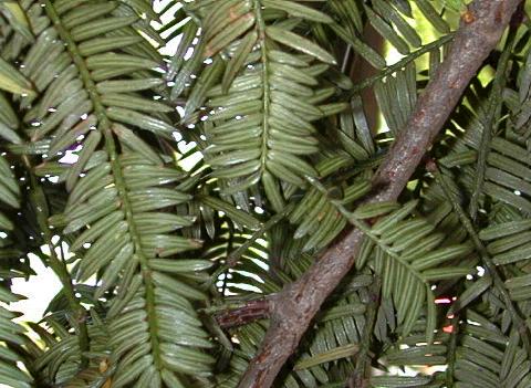 c'est une feuille de kaya je crois ( elle me fait penser a des arbres du coin non ?)