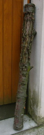 Merisier 1.20 m.jpg