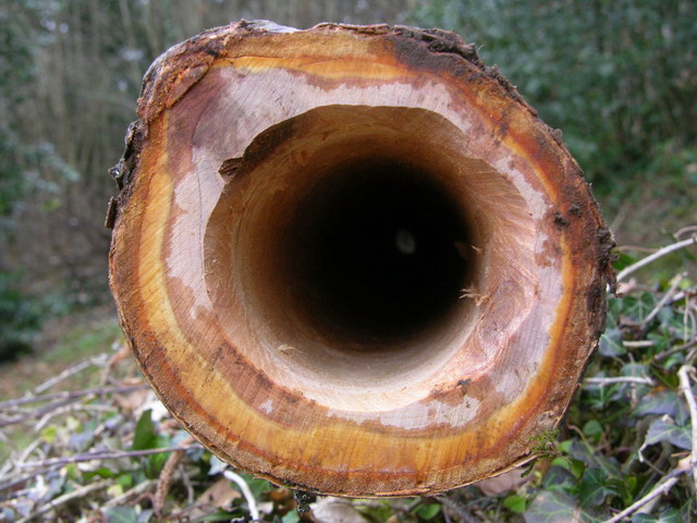Merisier bell.jpg