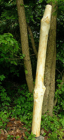 merisier 1.32m.jpg