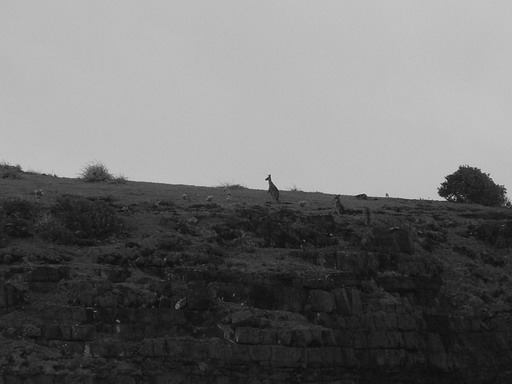 y'a des béééééétes!