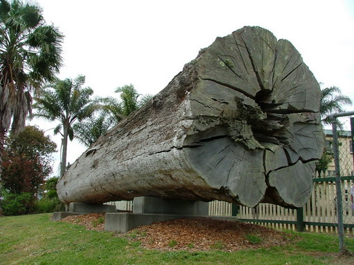 ou le gros tuyau, pas réussi à le faire sonner celui là!!!!
