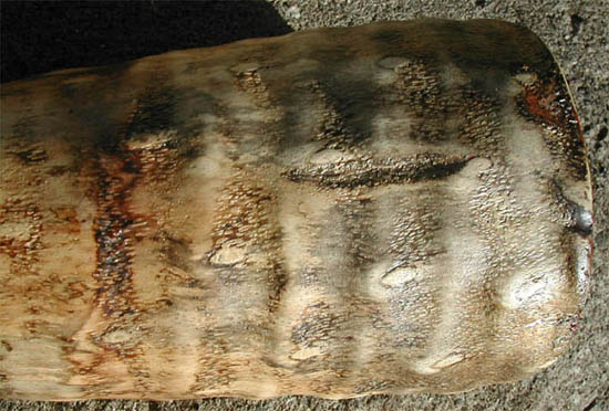 peau croco.jpg