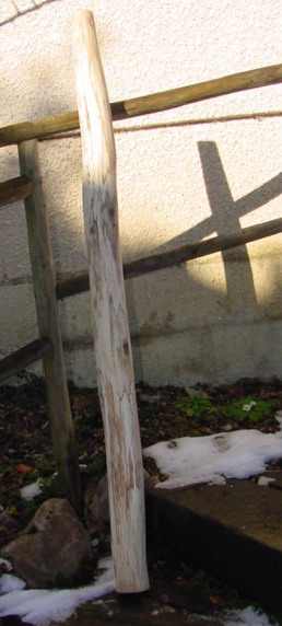 Hêtre Janvier 07.jpg