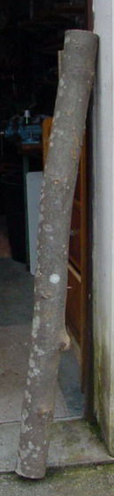 érable 1.jpg