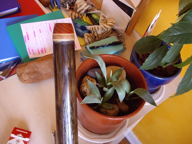 embouchure fixée avec de la cire + petit agave qui pousse bien vite